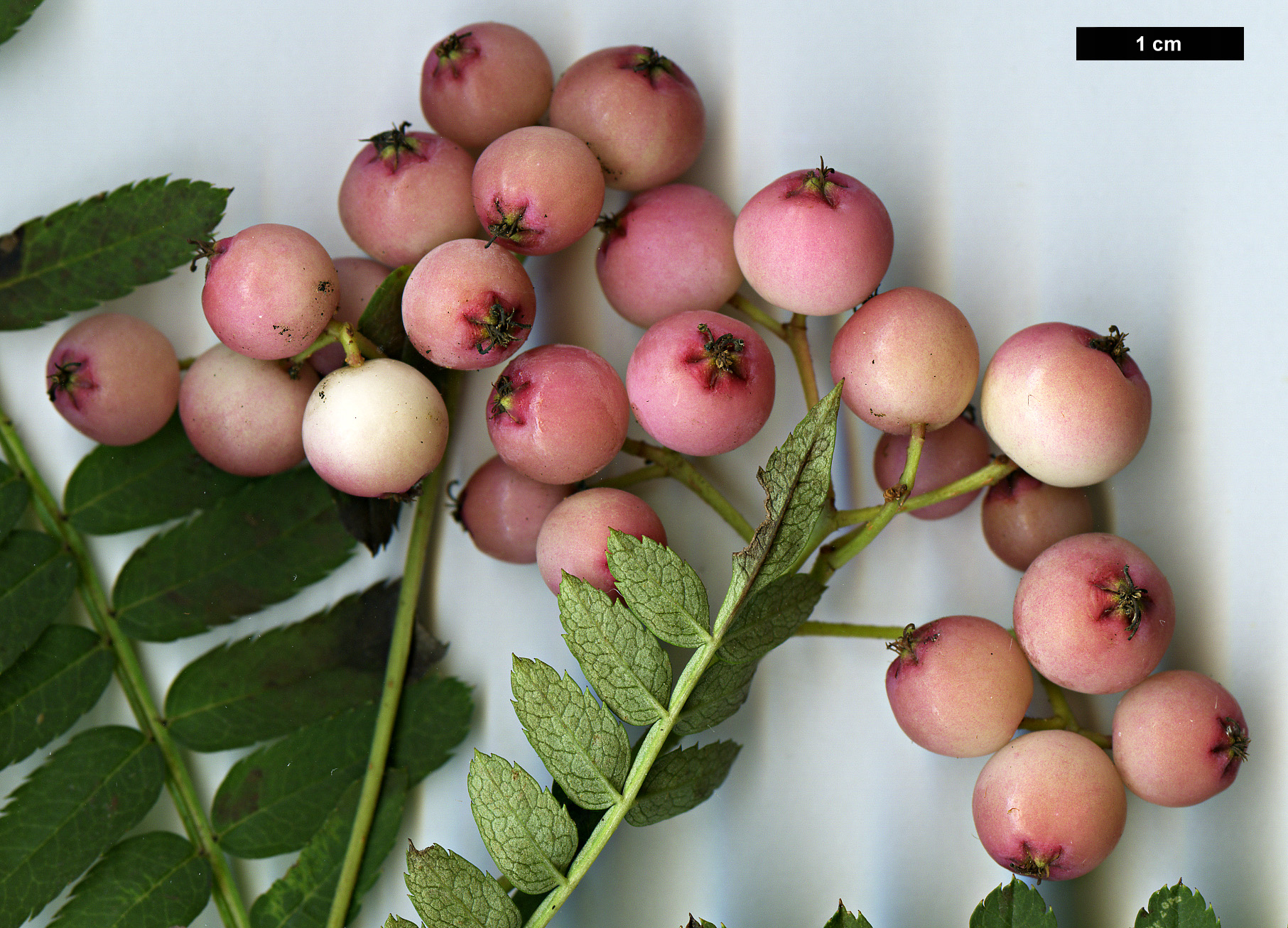 High resolution image: Family: Rosaceae - Genus: Sorbus - Taxon: aff. vilmorinii